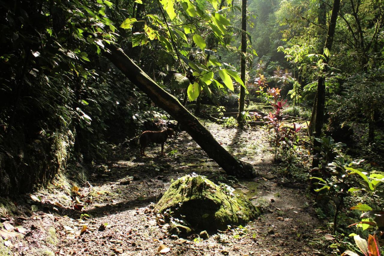 Princesa De La Luna Ecolodge La Fortuna Esterno foto